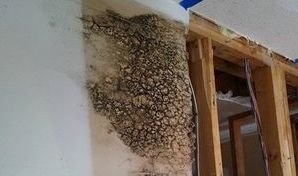 Mold Growth In Drywall After A Pipe Burst